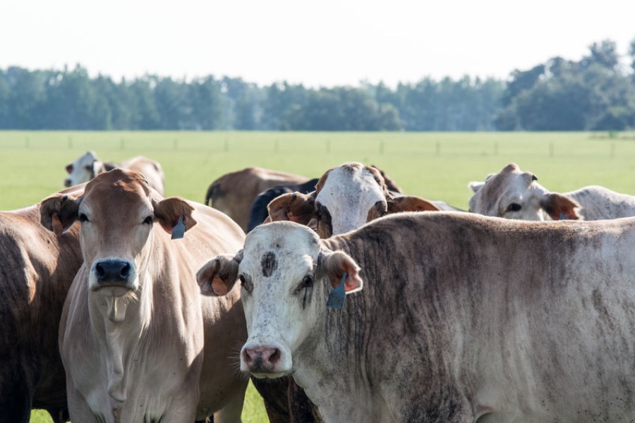 Miss. Senators Call For National Women In Agriculture Day
